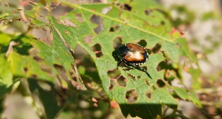 Popilia Japonica, danni all’agricoltura per 6 milioni